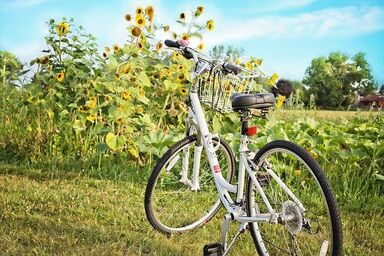 Radfahren im Sommer zwischen Sonnenblumen